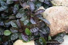 Ajuga reptans 'Atropurpurea' 9 x 9 cm Topf 0,5 Liter