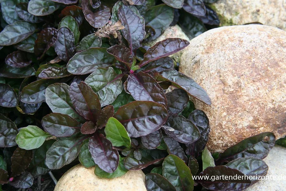 Ajuga reptans 'Atropurpurea' 9 x 9 cm Topf 0,5 Liter