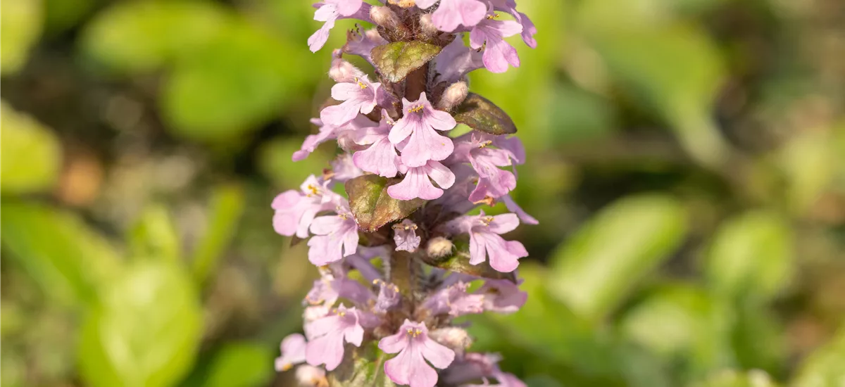 Ajuga reptans 'Rosea' 9 x 9 cm Topf 0,5 Liter 