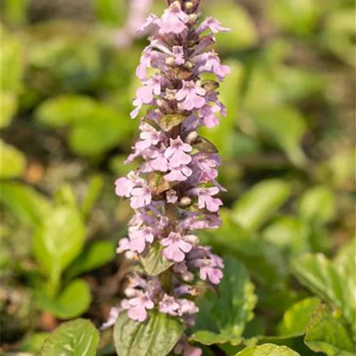 Ajuga reptans 'Rosea'