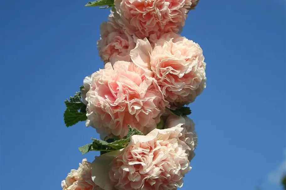 Gefülltblühende Stockrose 1 Liter Topf 