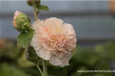 Gefülltblühende Stockrose 1 Liter Topf 