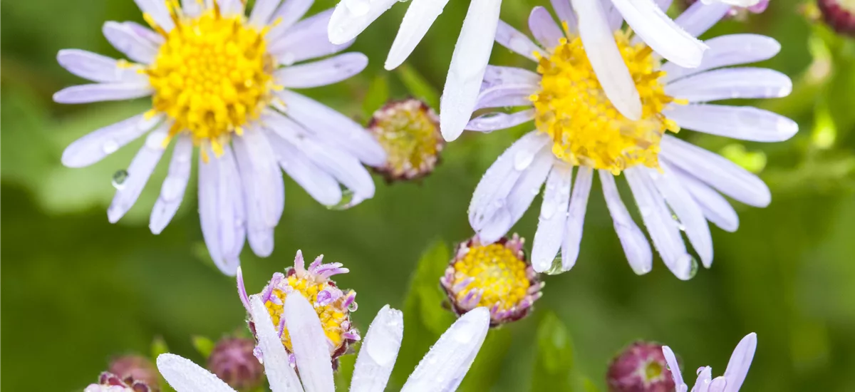 Wild-Aster 'Asran' 9 x 9 cm Topf 0,5 Liter 