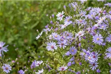 Schleier-Aster 'Little Carlow' 1 Liter Topf 