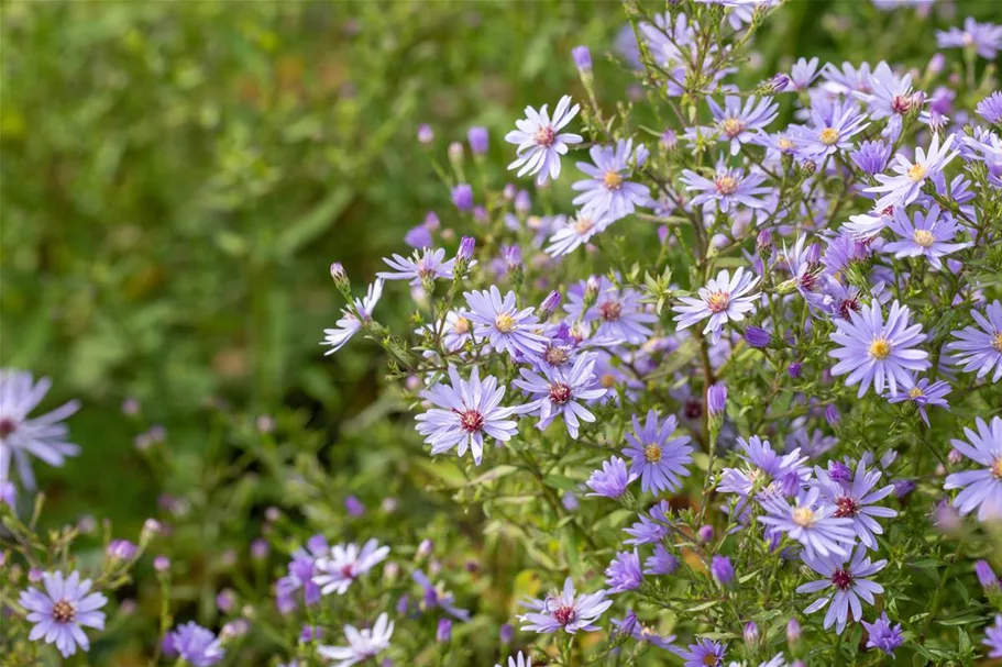 Schleier-Aster 'Little Carlow' 1 Liter Topf 