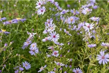 Schleier-Aster 'Little Carlow' 1 Liter Topf 