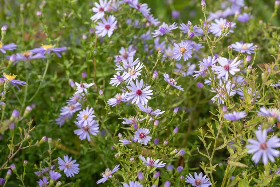 Schleier-Aster 'Little Carlow' 1 Liter Topf 