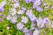 Schleier-Aster 'Little Carlow' 1 Liter Topf 