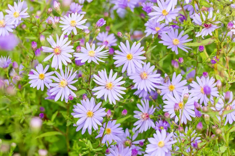 Schleier-Aster 'Little Carlow' 1 Liter Topf 