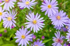 Schleier-Aster 'Little Carlow' 1 Liter Topf 