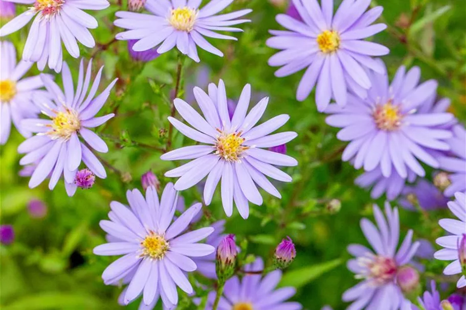 Schleier-Aster 'Little Carlow' 1 Liter Topf 