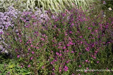 Glattblatt-Aster 'Carmen' 1 Liter Topf 