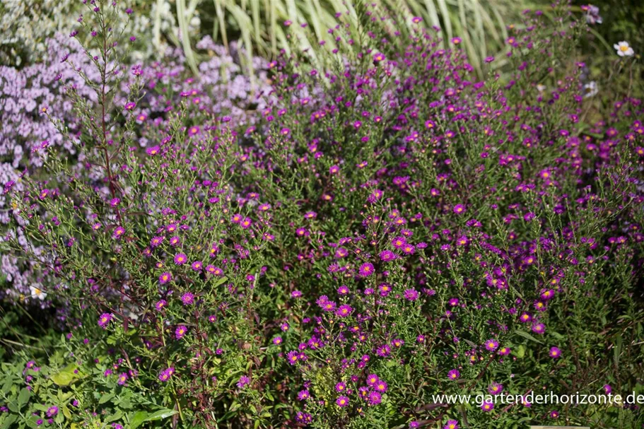 Glattblatt-Aster 'Carmen' 1 Liter Topf 