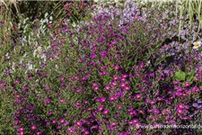 Glattblatt-Aster 'Carmen' 1 Liter Topf 