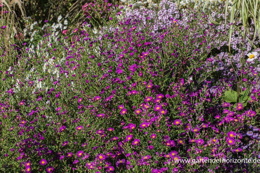 Glattblatt-Aster 'Carmen' 1 Liter Topf 