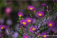 Glattblatt-Aster 'Carmen' 1 Liter Topf 