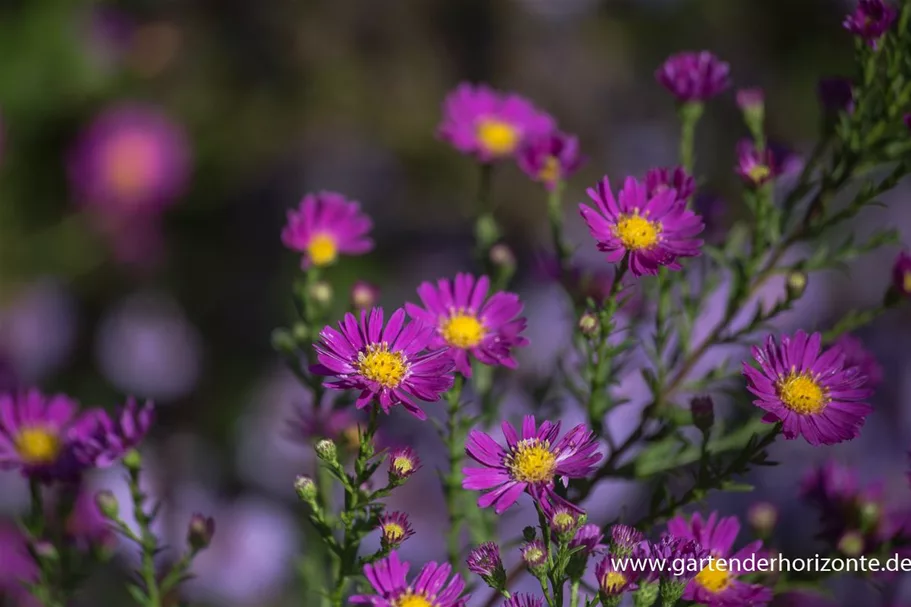 Glattblatt-Aster 'Carmen' 1 Liter Topf 