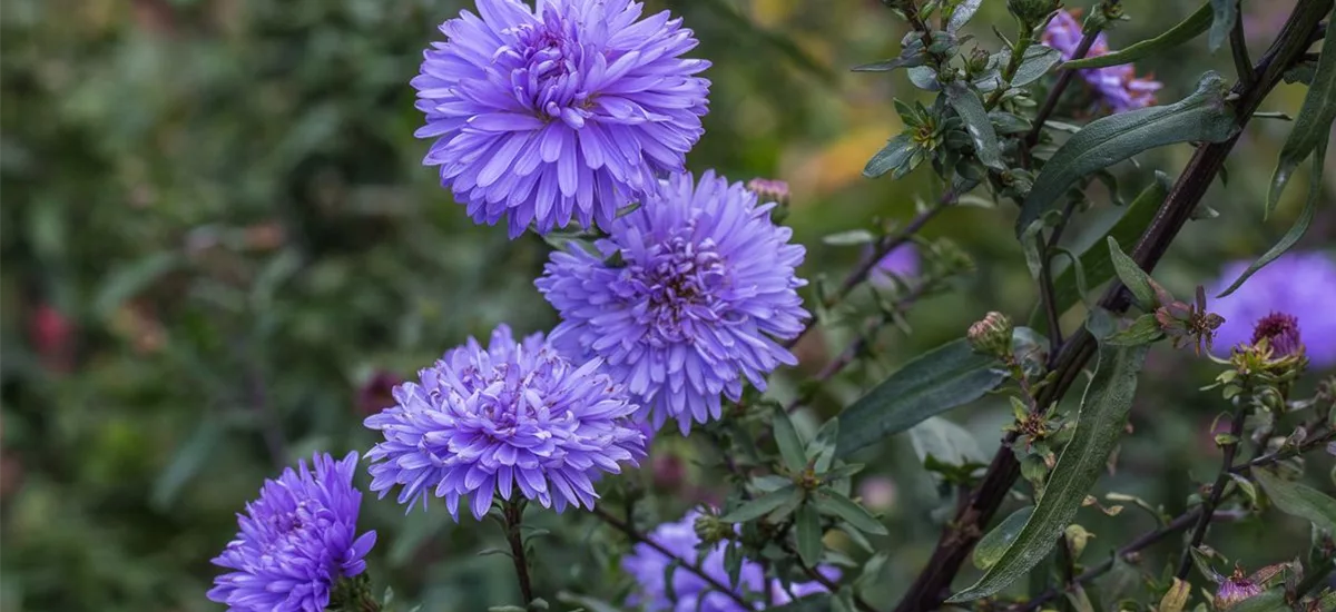 Glattblatt-Aster 'Marie Ballard' 9 x 9 cm Topf 0,5 Liter 