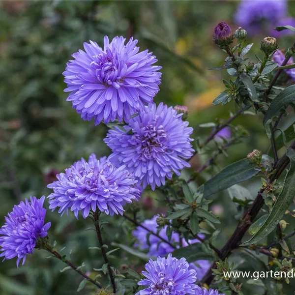 Glattblatt-Aster 'Marie Ballard'