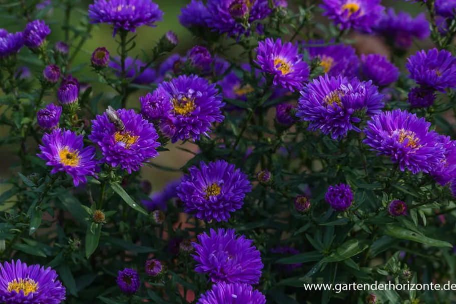 Aster novi-belgii 'Royal Velvet' 1 Liter Topf 