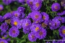 Aster novi-belgii 'Royal Velvet' 1 Liter Topf 