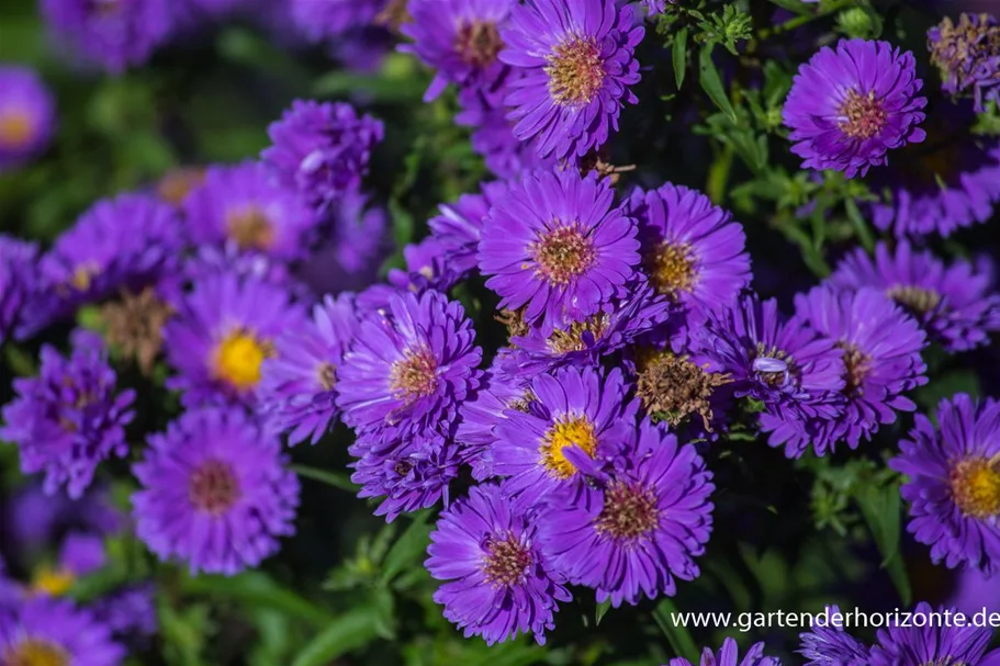 Aster novi-belgii 'Royal Velvet' 1 Liter Topf 