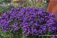 Aster novi-belgii 'Royal Velvet' 1 Liter Topf 