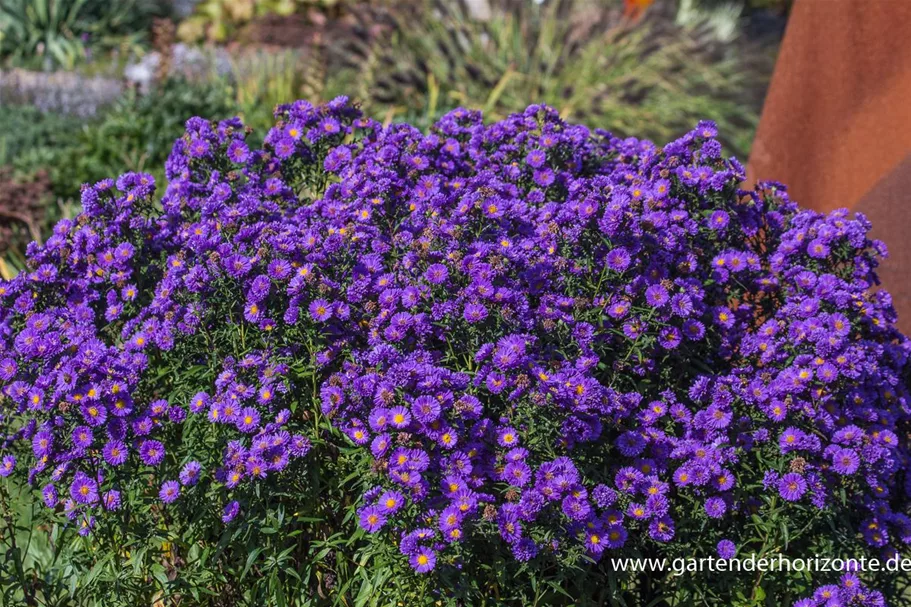 Aster novi-belgii 'Royal Velvet' 1 Liter Topf 