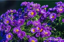 Aster novi-belgii 'Royal Velvet' 1 Liter Topf 