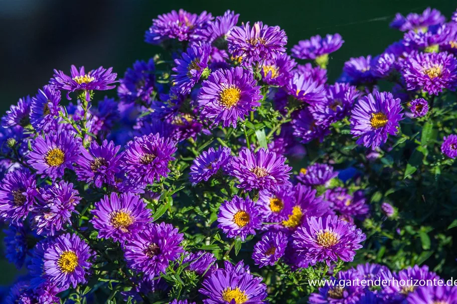 Aster novi-belgii 'Royal Velvet' 1 Liter Topf 