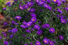 Aster novi-belgii 'Royal Velvet' 1 Liter Topf 