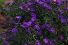 Aster novi-belgii 'Royal Velvet' 1 Liter Topf 