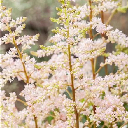 Frühe Prachtspiere 'Peach Blossom'