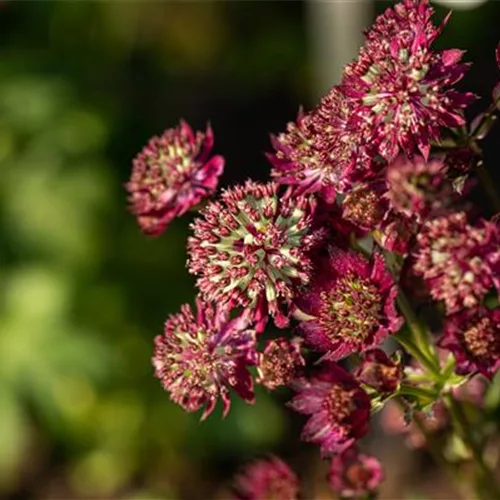 Große Sterndolde 'Moulin Rouge'®