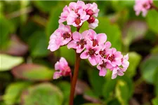 Bergenie 'Harzkristall' 1 Liter Topf 