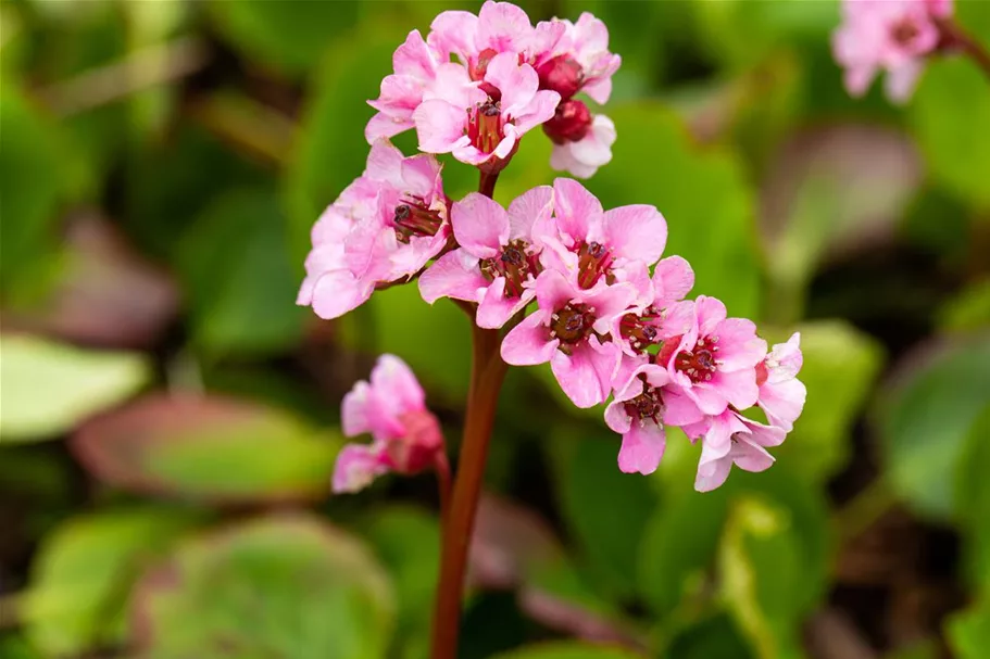 Bergenie 'Harzkristall' 1 Liter Topf 