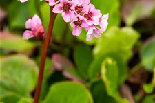 Bergenie 'Harzkristall' 1 Liter Topf 