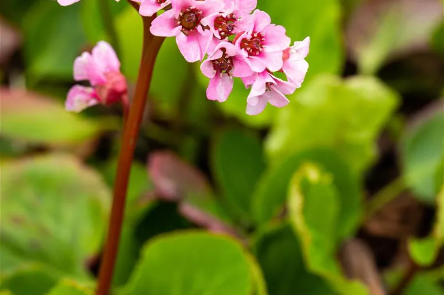 Bergenie 'Harzkristall' 1 Liter Topf 