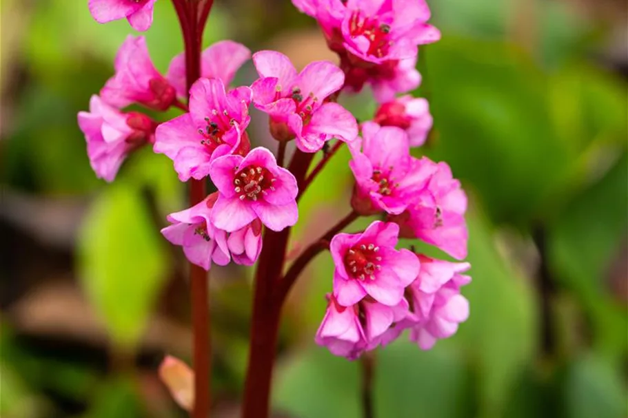 Bergenie 'Harzkristall' 1 Liter Topf 