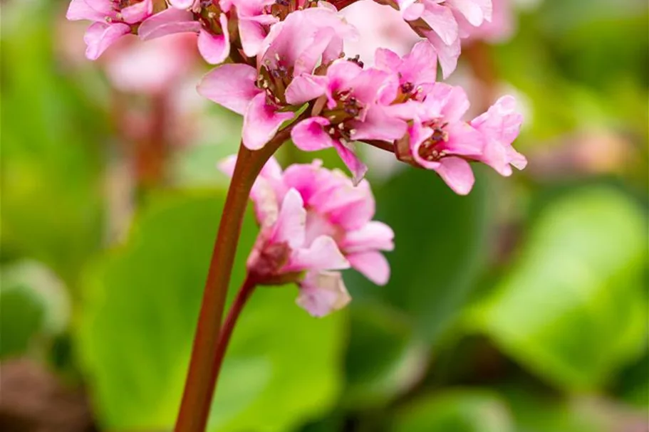 Bergenie 'Harzkristall' 1 Liter Topf 