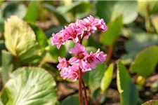 Bergenie 'Harzkristall' 1 Liter Topf 