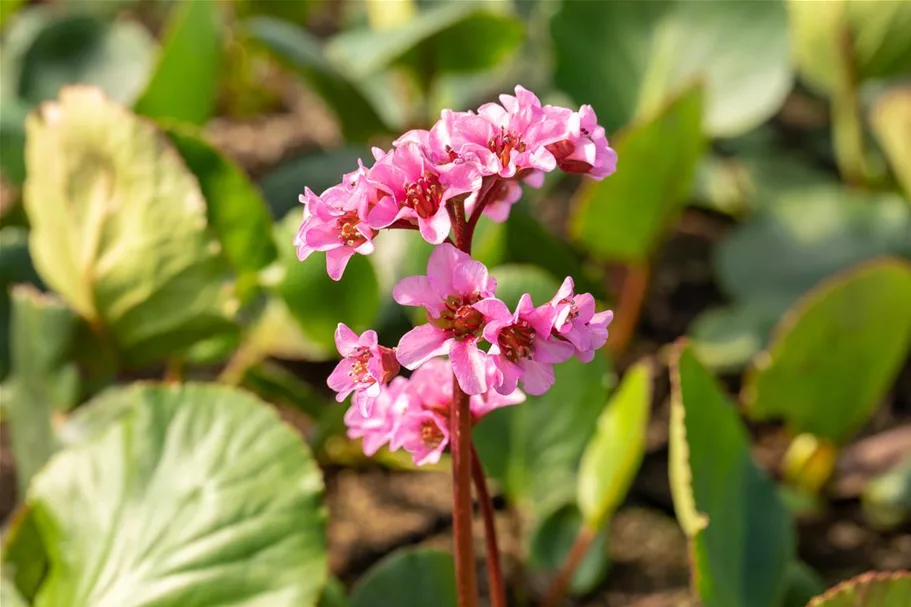 Bergenie 'Harzkristall' 1 Liter Topf 