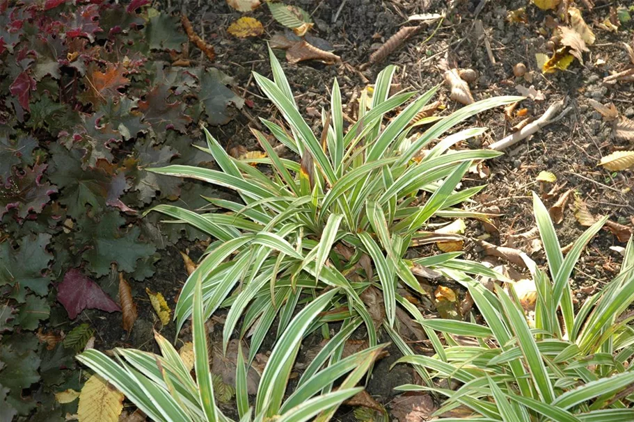 Bunte Breitblatt-Segge 'Variegata' 9 x 9 cm Topf 0,5 Liter 