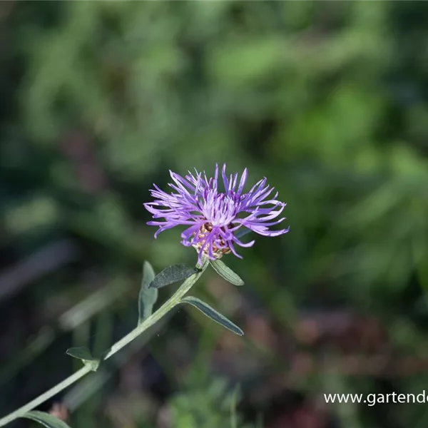 Wiesen-Flockenblume