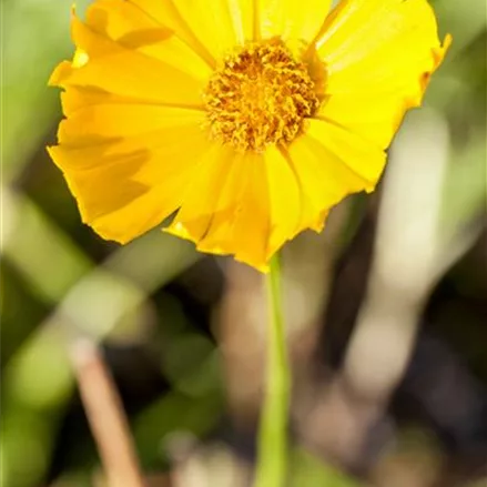 Großblumiges Mädchenauge 'Schnittgold'