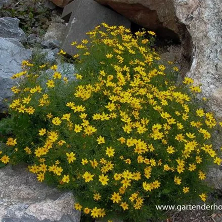 Quirlblättriges Mädchenauge 'Grandiflora'