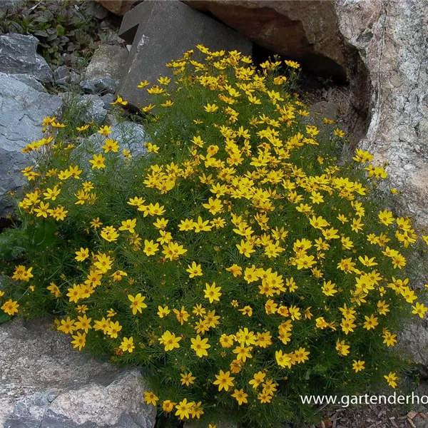 Quirlblättriges Mädchenauge 'Grandiflora'