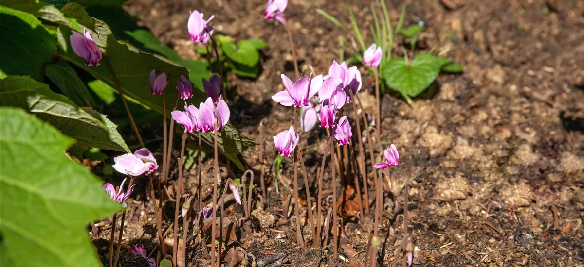 Cyclamen hederifolium, rosa 9 x 9 cm Topf 0,5 Liter 