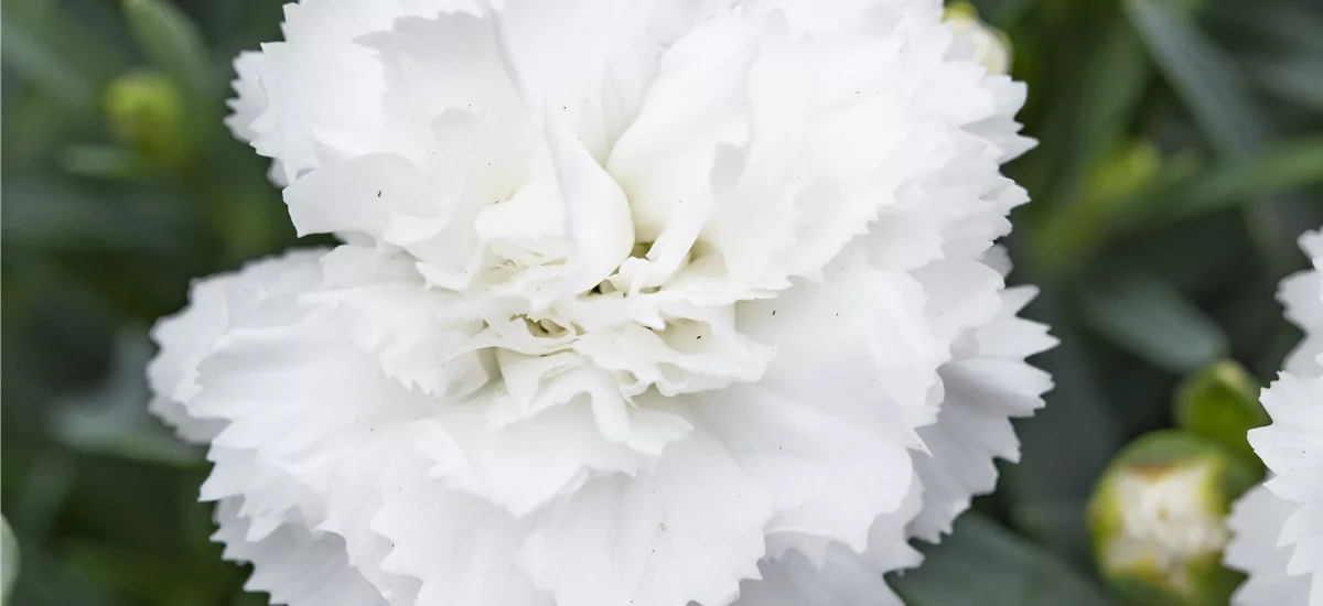 Dianthus plumarius 'Albus Plenus' 9 x 9 cm Topf 0,5 Liter 