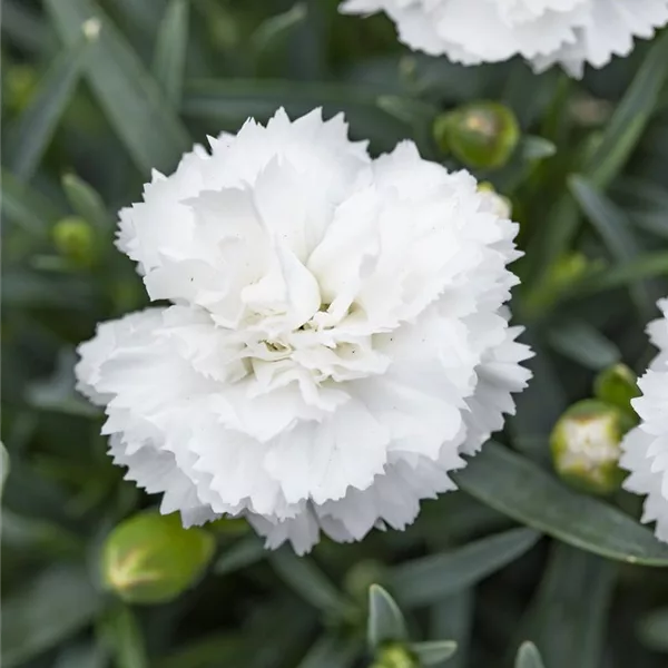 Dianthus plumarius 'Albus Plenus'